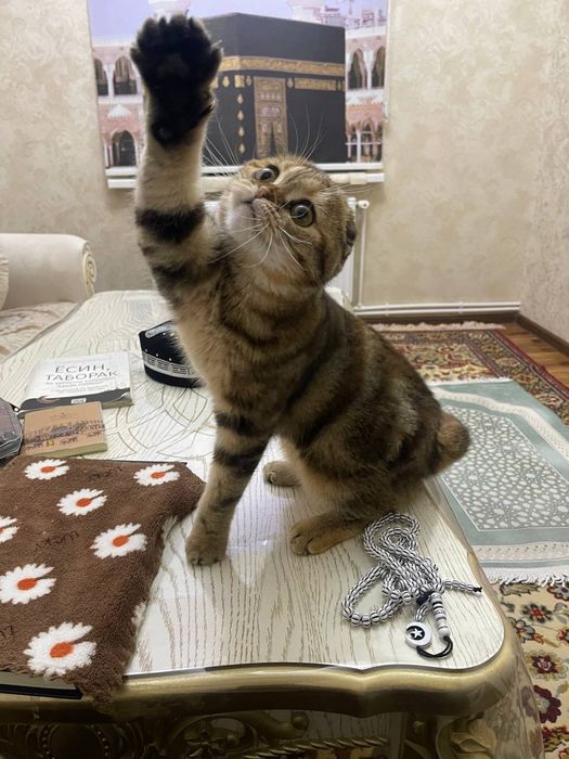 Нужен жених для вязки