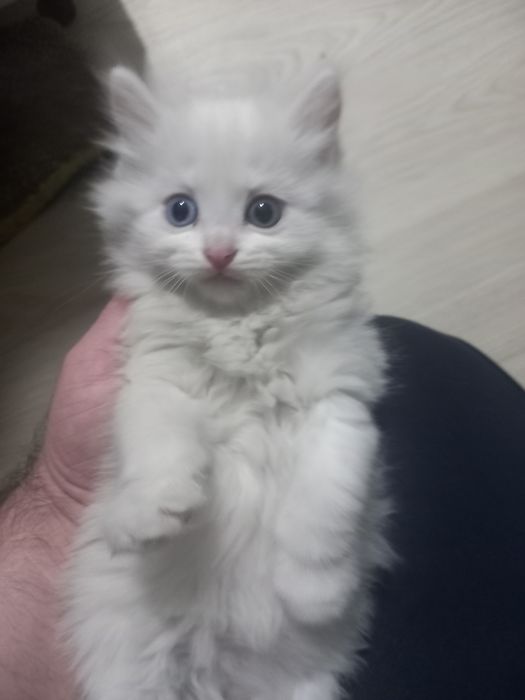 Отдам в хорошие руки