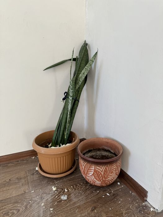 Комнатные цветы. Горшок