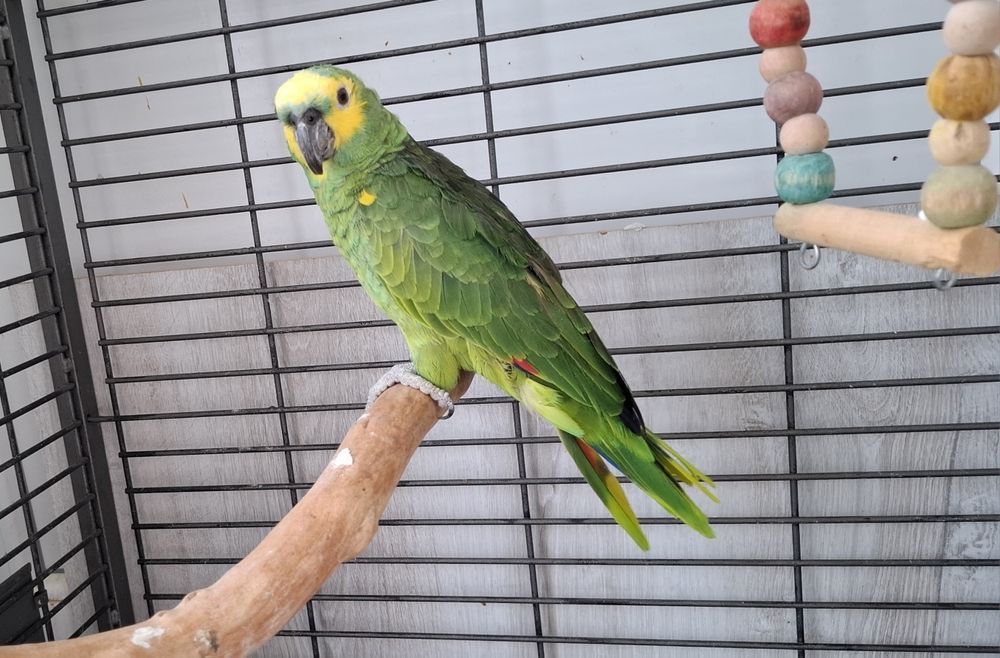 Папагал Синьочела амазона мъжка