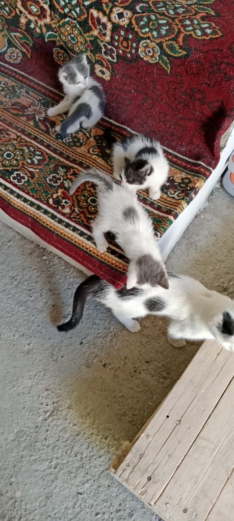 Продается котята