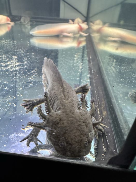 Vand axolotl negru aprox 8 luni