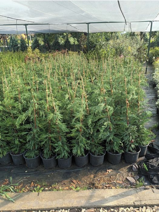 Tuia smarald , leylandi diferite speci ornamentale la un pret acesibil