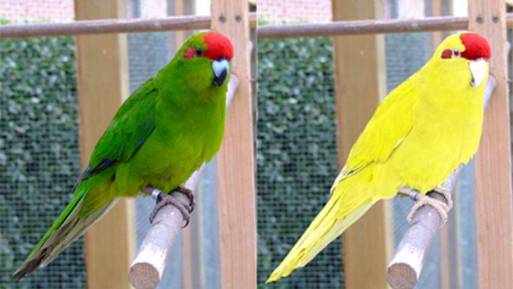 Papagali diferite specii