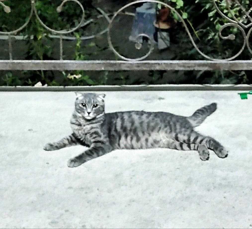 Котята от мамы вислоухой кошки. Отдам даром.