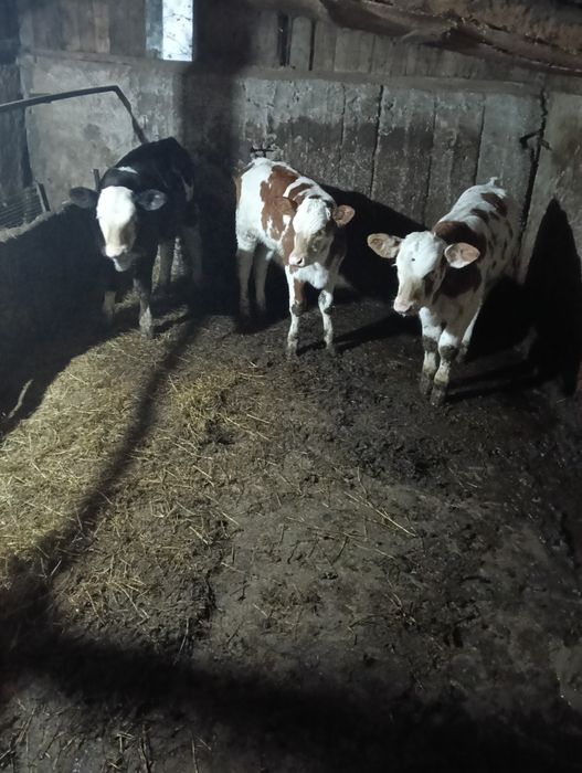 viței foarte frumosi