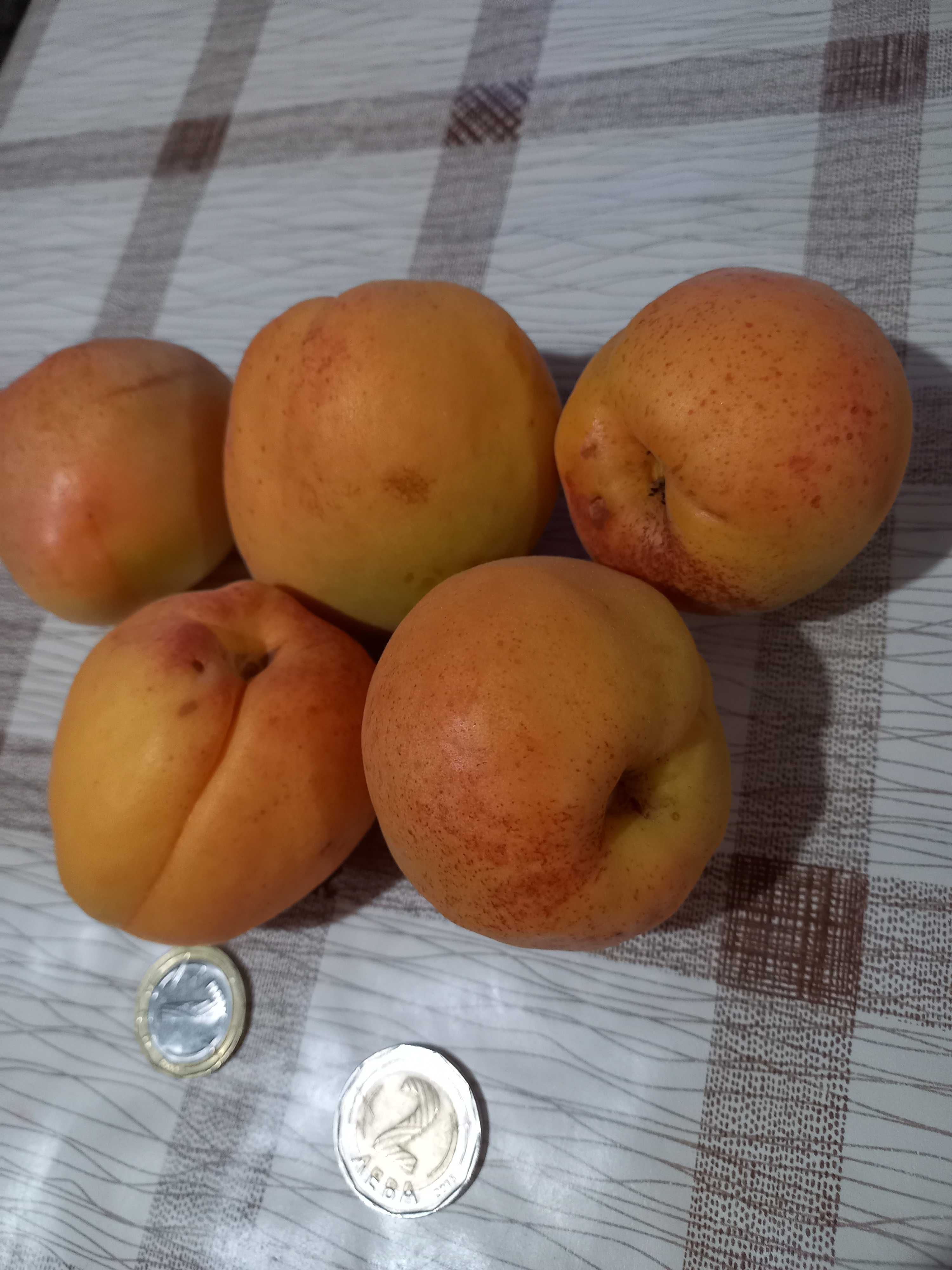 Продавам овощни градини