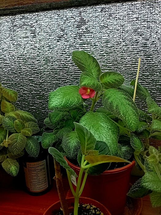 Продам комнатные цветы папоротники, эписции, монстеры, филодендрон