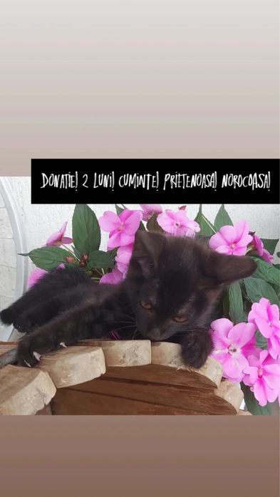 Donatie pisicute
