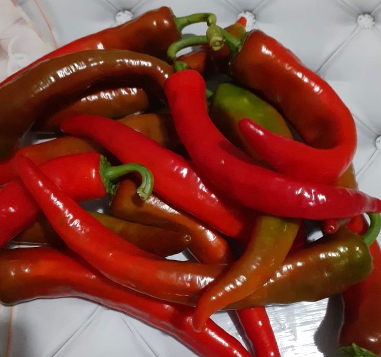 ПЕРЕЦ горький домашний