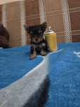 Yorkshire terrier mini toy cu pedigree