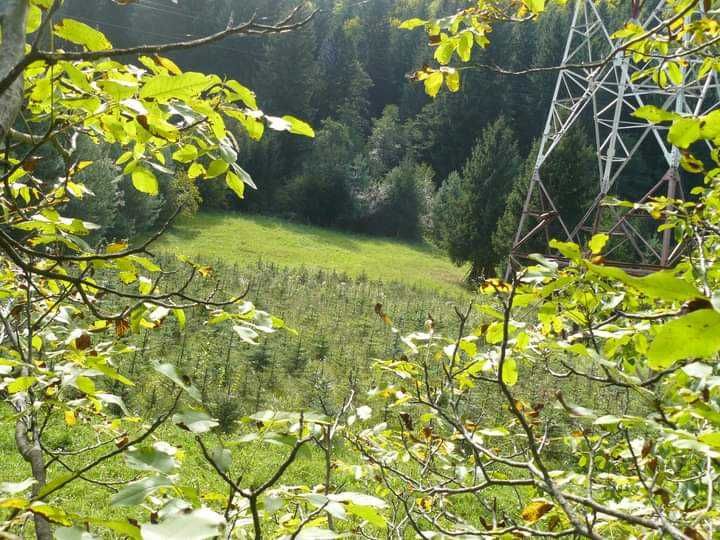 Brad și molid puieți