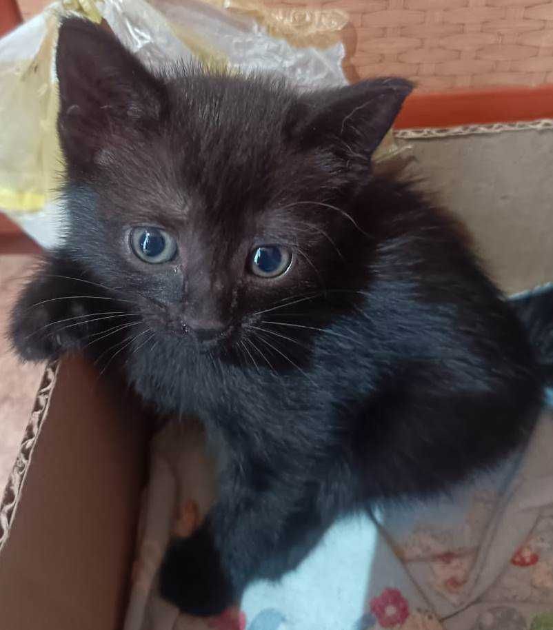 Котодетки ищут дом.
