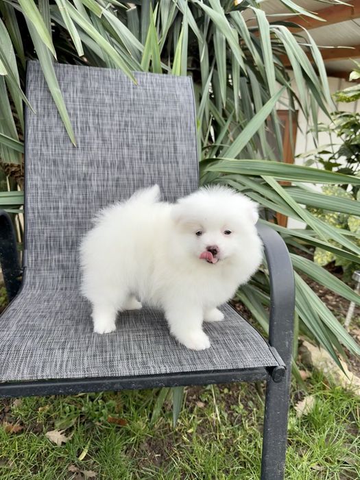 Померан момче със втора ваксина. Померанче