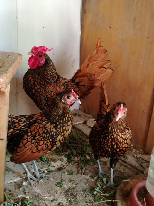 Zalatoy Sibray yapon komplekt sotiladi