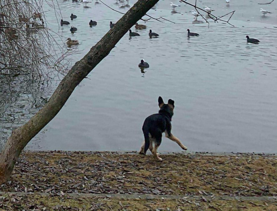 Plimbare caini, ingrijire pisicute - pet sitter