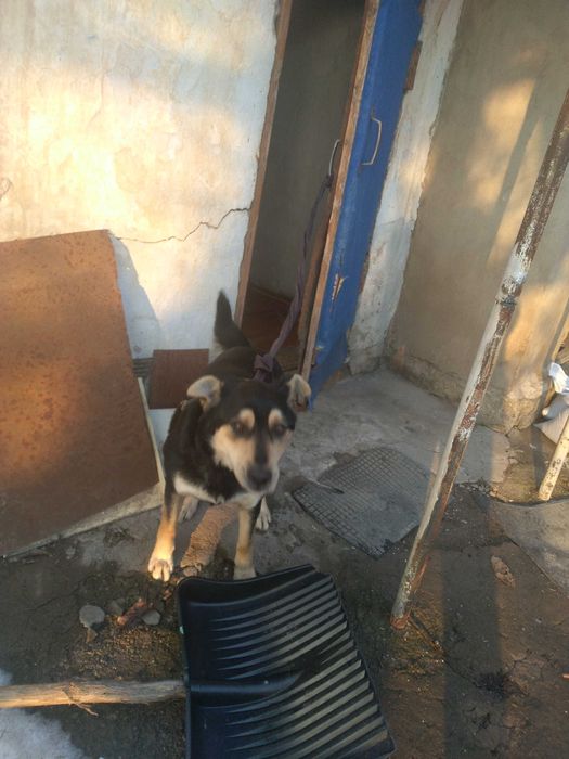 Отдам собаку. Бесплатно, самовывоз.