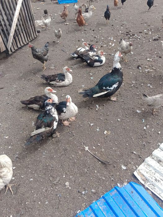 Продам индоуток.