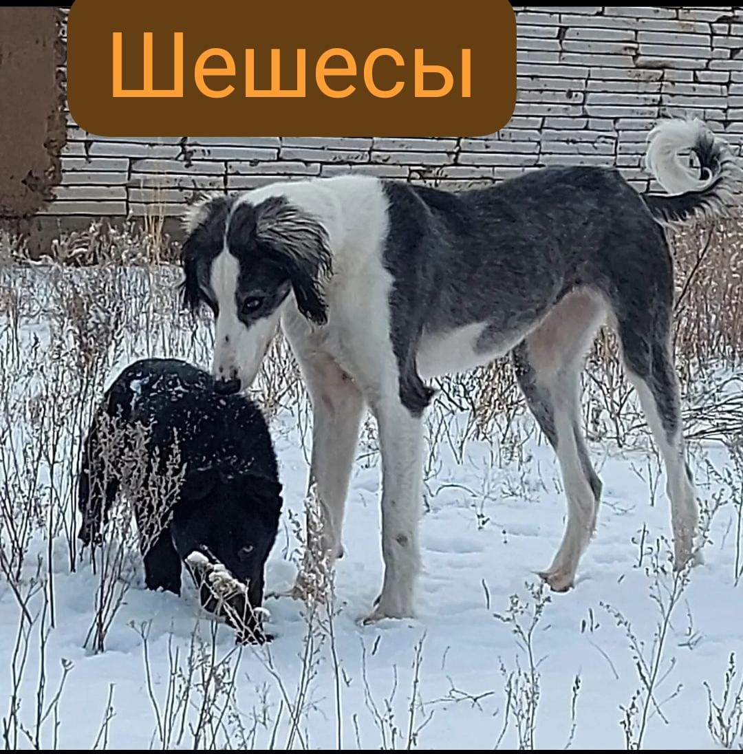 Қаншық көк тазы сатылады таза тұқымды!