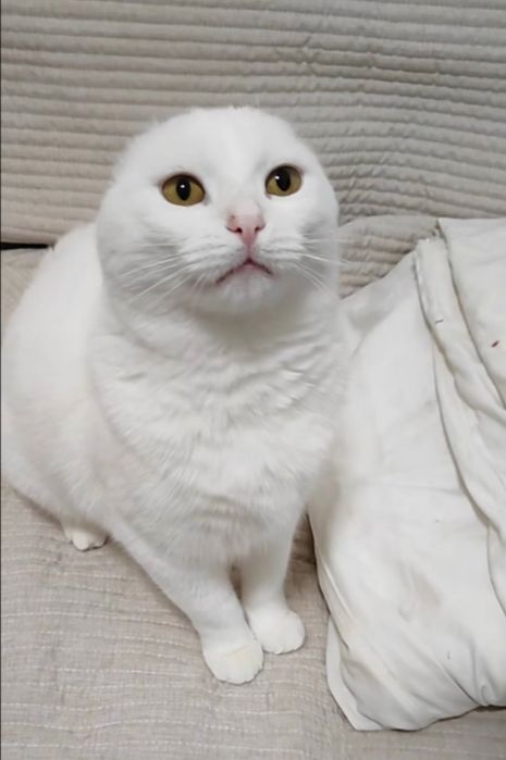 Кот в хорошие руки