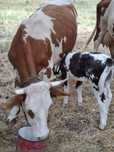 Vaca cu vitea de vanzare