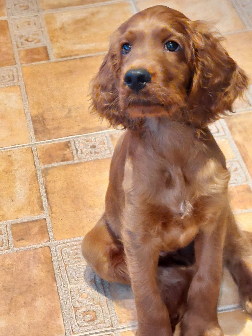 Vand catelus de setter irlandez rosu
