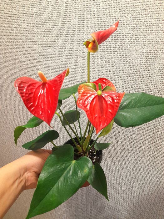 Продам Антуриум мужское счастье