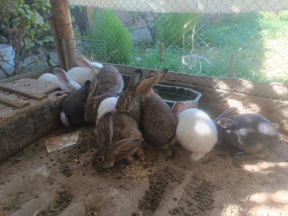 Кролики. Қояндар