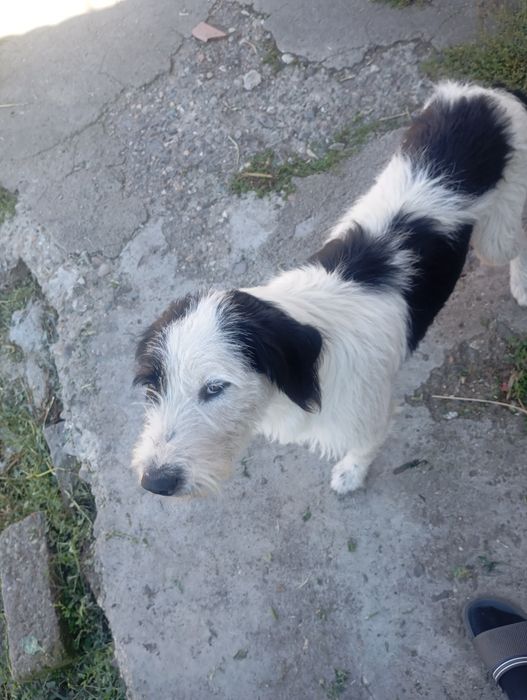 Donez câine ciobănesc