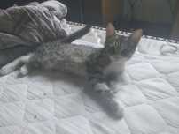 Отдам даром котенка