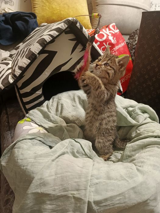 Пристраивается в любящие ручки