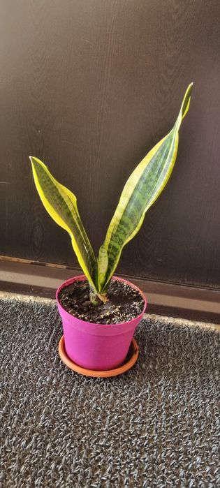 Sansevieria sau limba soacrei