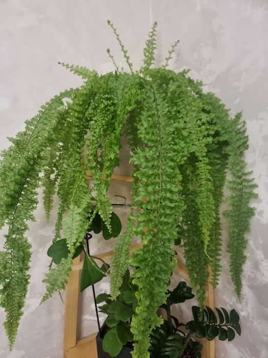 Папоротник королевский