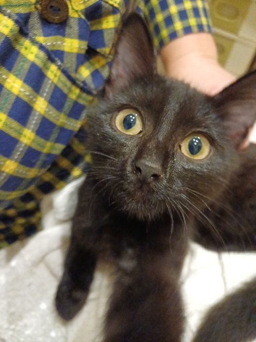 Малыши котята и кот ищут дом