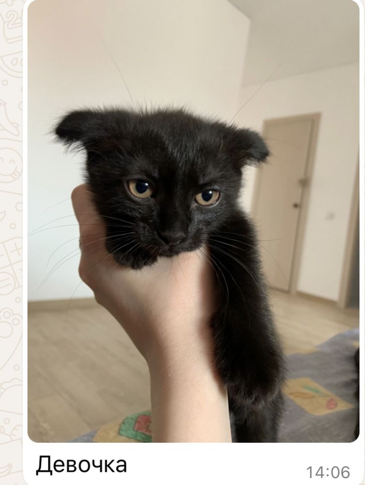 Отдам котят в добрые руки