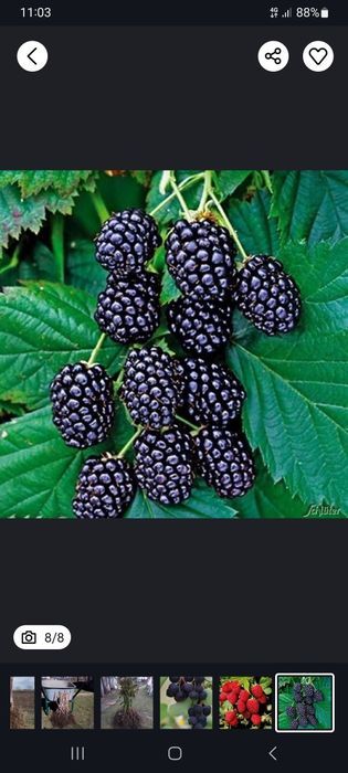 Butasi afin/zmeur/mur