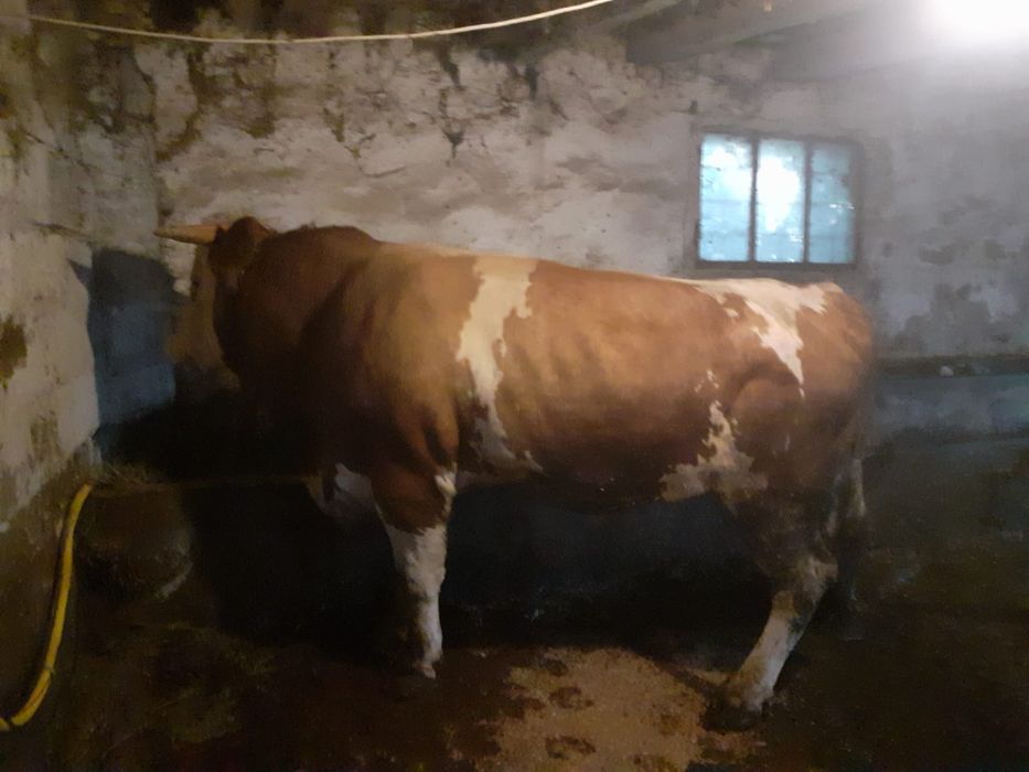 Vand taur varsta 2 ani si 7 luni 930-960kg