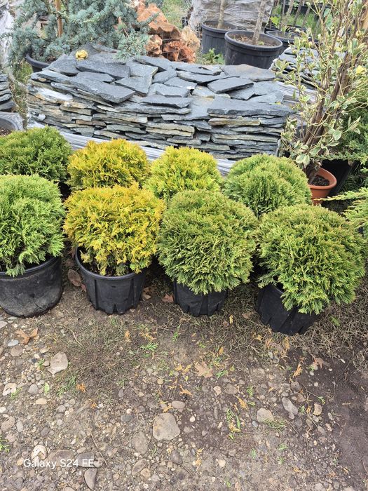 Tuia  leilandii danica