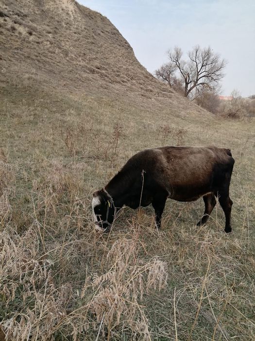 Продам срочно корову