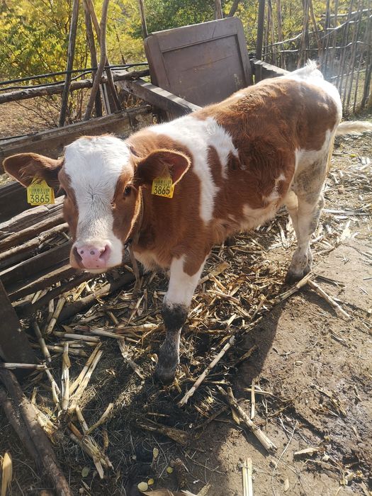 Vand vaca  Baltata Romaneasca cu vitel