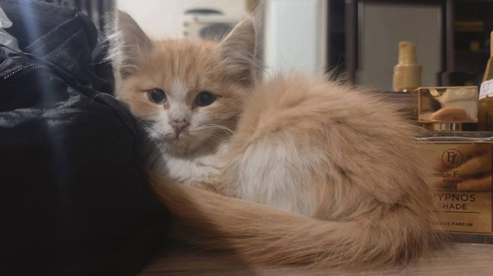 Кошка срочно отдам