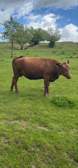 Vand 4 vaci gestante !