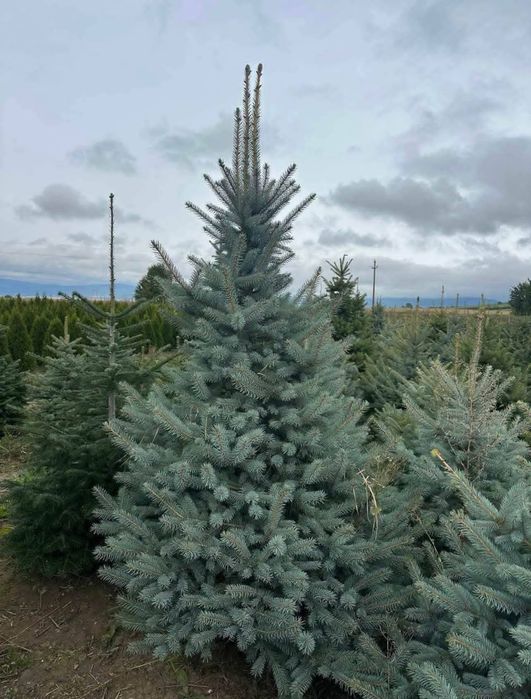 Brad argintiu  / leylandii  / mesteacăn