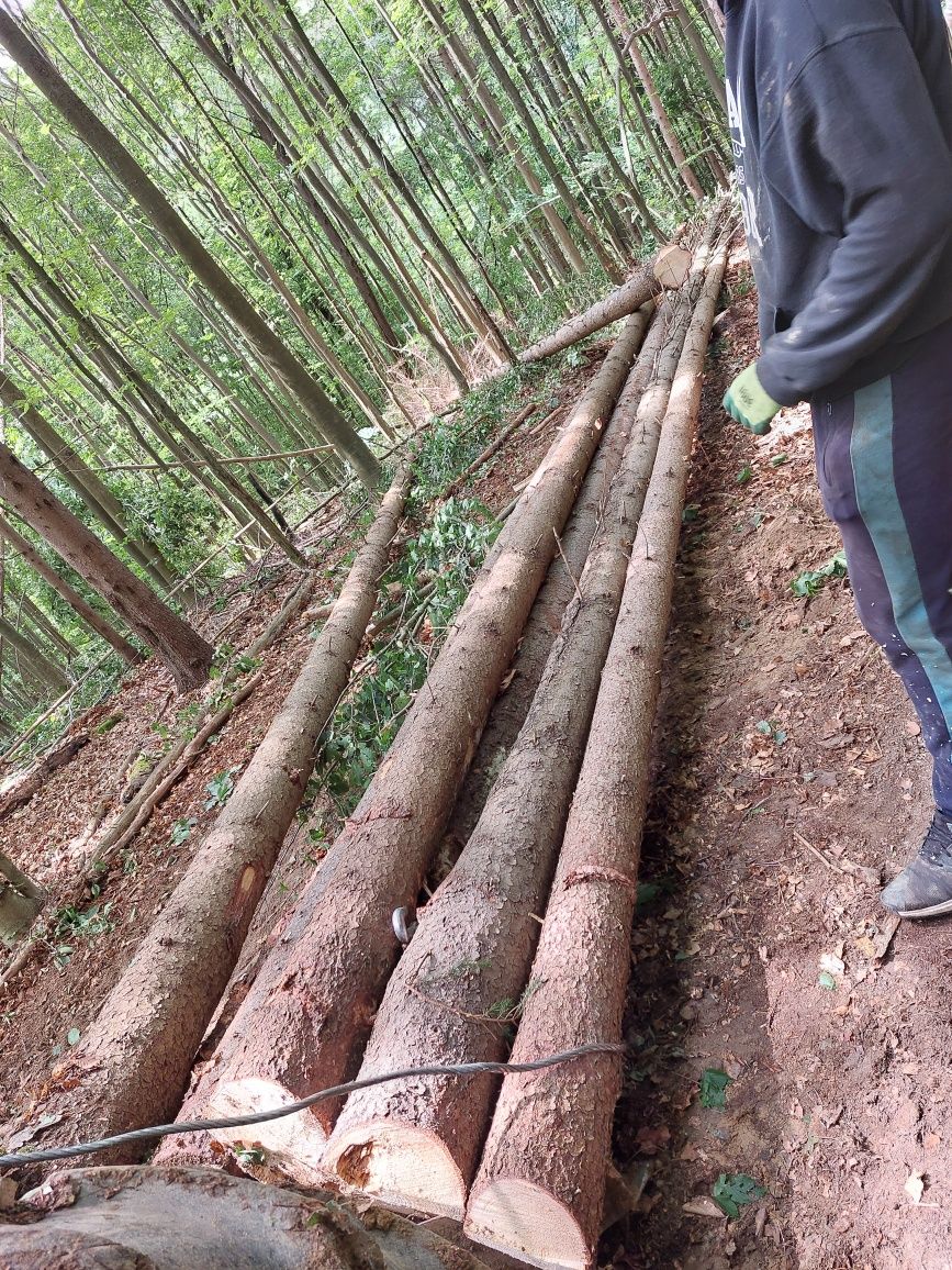Molid lemn de lucru