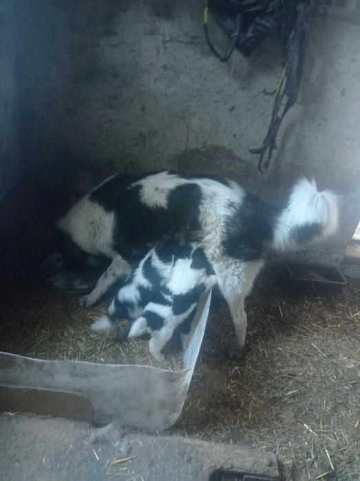 Свободни каракачанки