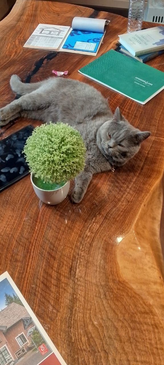Британский короткошёрстная кот