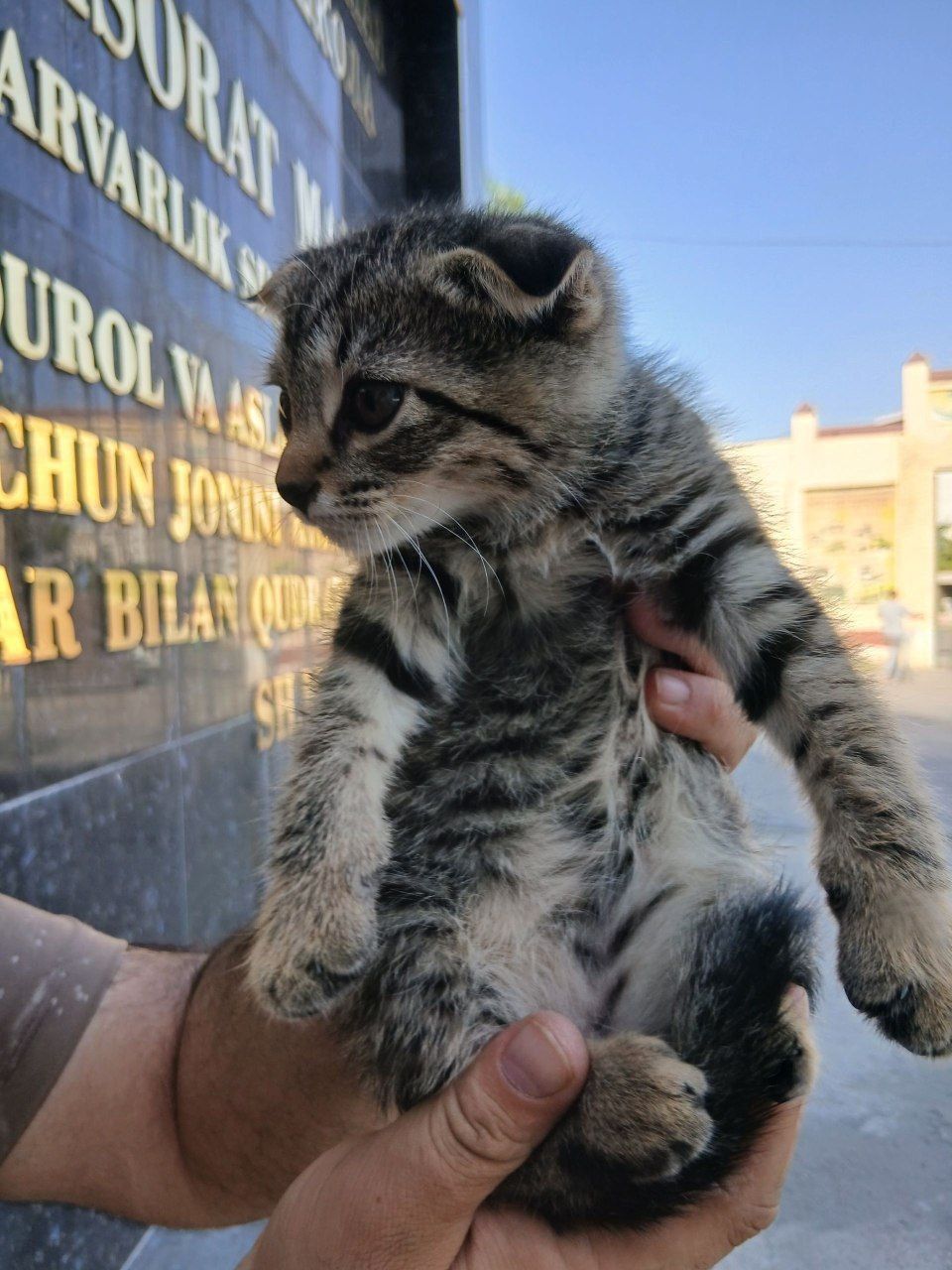 Котенок даром в добрые