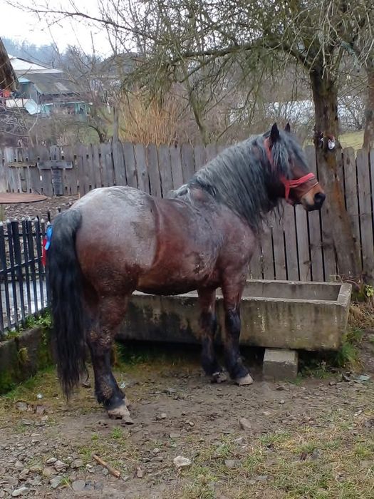 De vanzare sau schimb