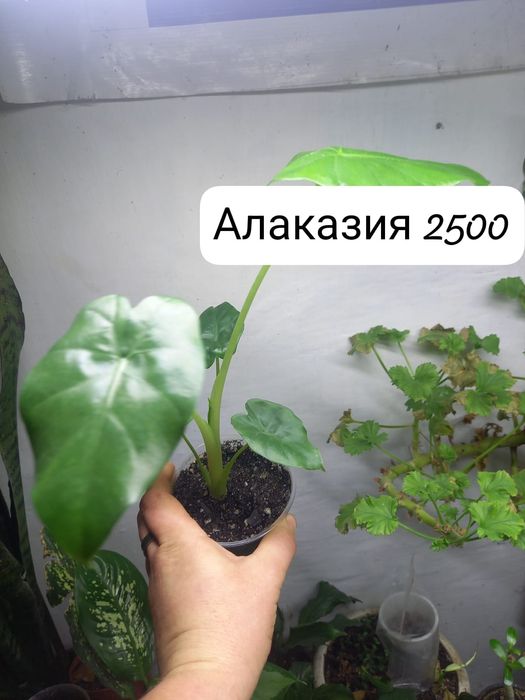 Продам алаказию,  агланему, орхидею