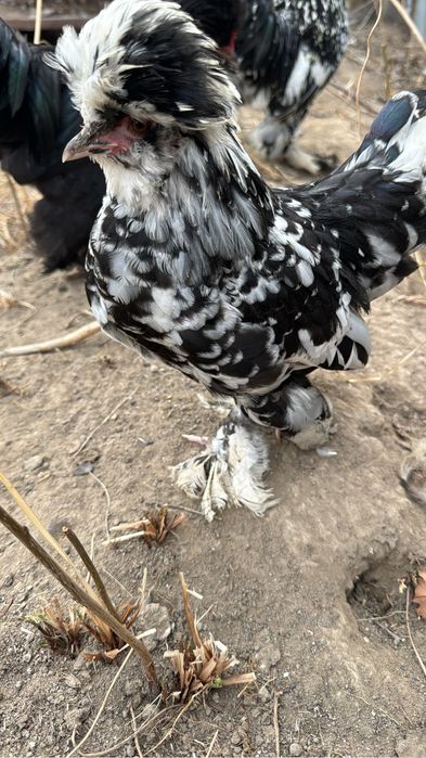 Султанки.катька петька продаютя